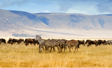 Zèbres en safari à Serengeti en Tanzanie