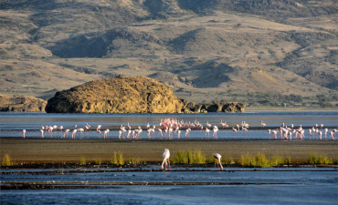 Flamants rose dans l'eau dans le site patrimoniale de l'UNESCO de Ngorongoro en safari en Tanzanie